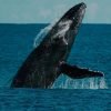 ballenas sabana de lamar