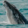 sabana ballenas 2