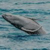 sabana ballenas 6